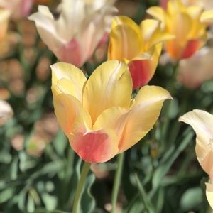 Meet your Posher, Karin